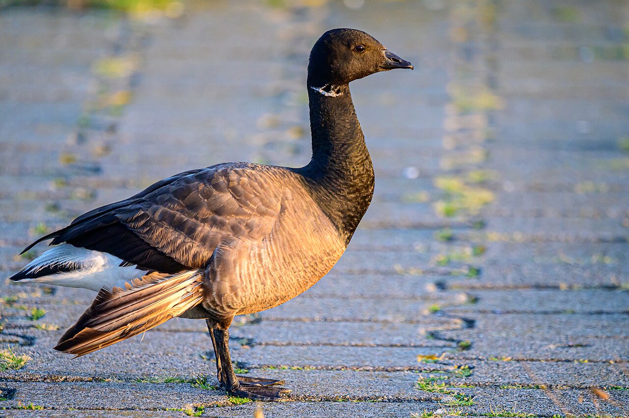 Rotgans (Branta bernicla)