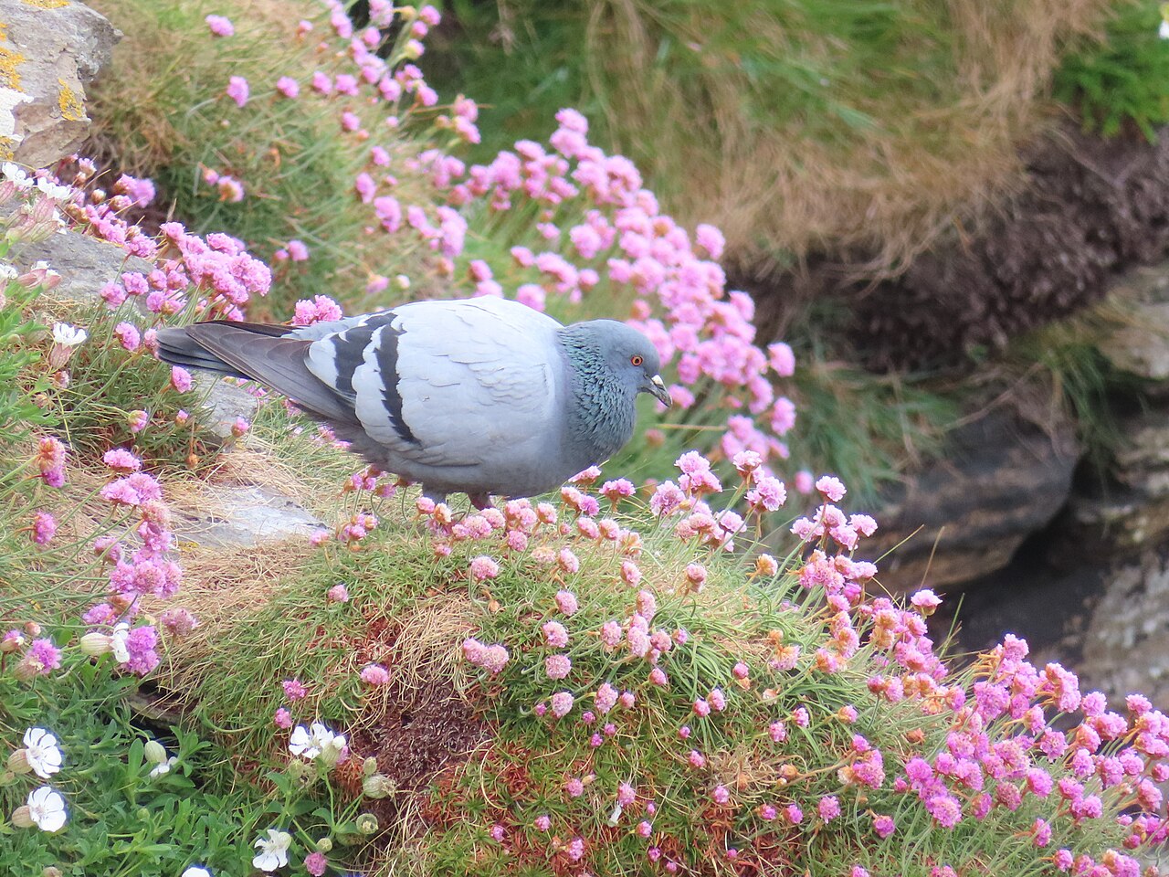 Rotsduif (Columba livia)
