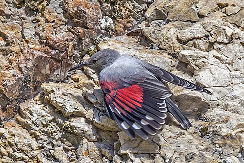 Mauerläufer (Tichodroma muraria)