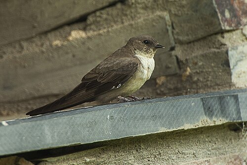Felsenschwalbe (Ptyonoprogne rupestris)