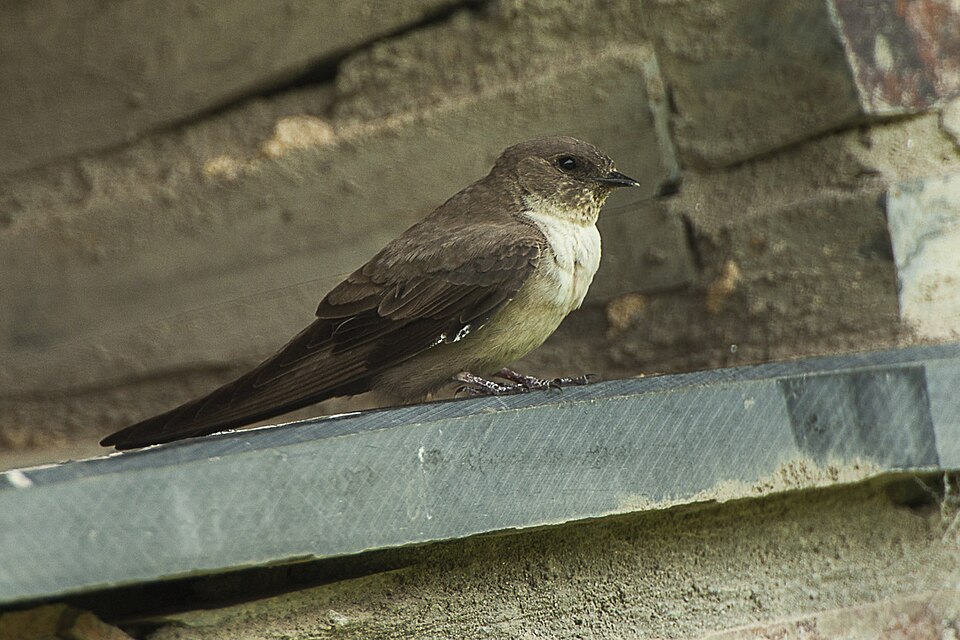 Rotszwaluw (Ptyonoprogne rupestris)