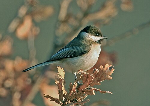 Trauermeise (Poecile lugubris)