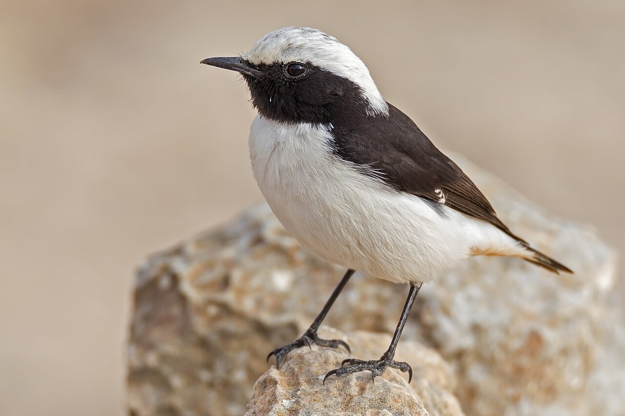 Rouwtapuit (Oenanthe lugens)