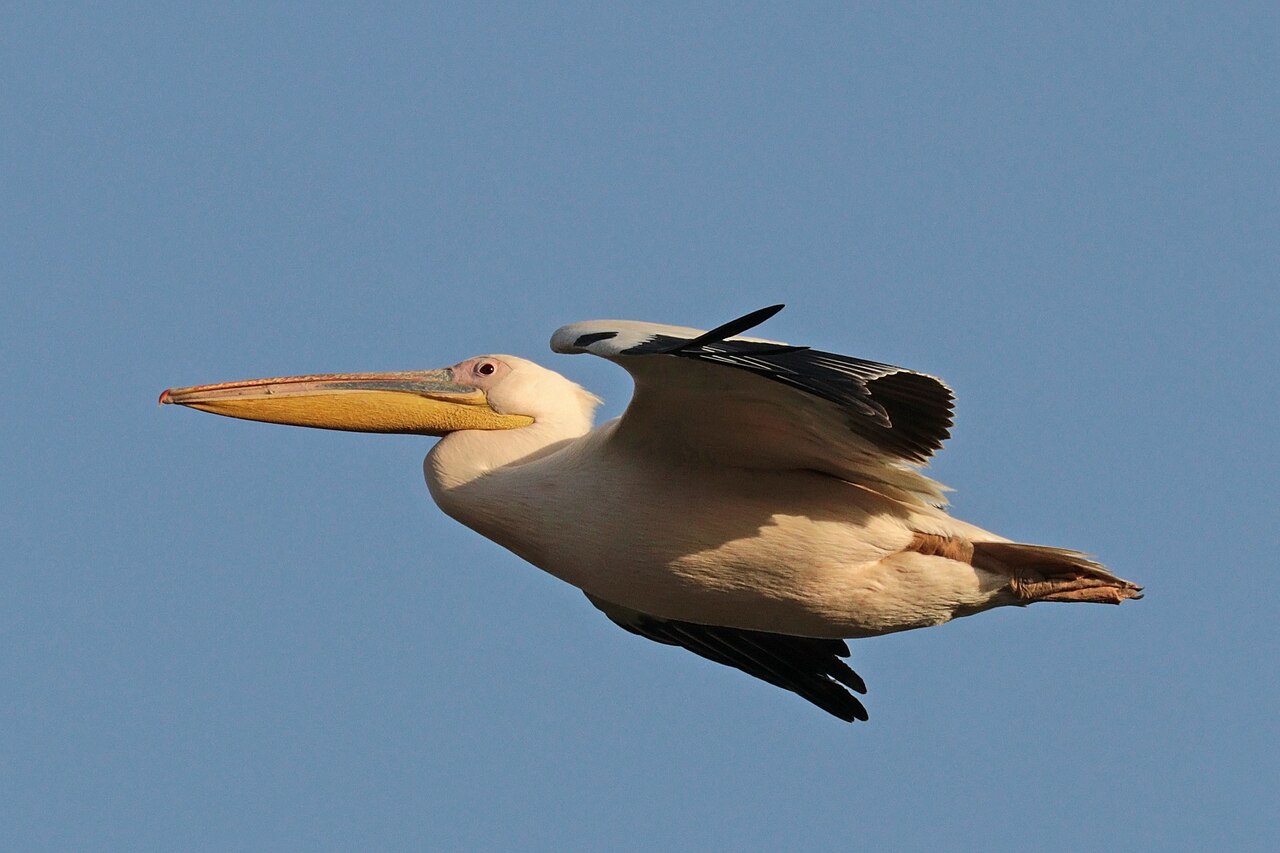 Roze pelikaan (Pelecanus onocrotalus)