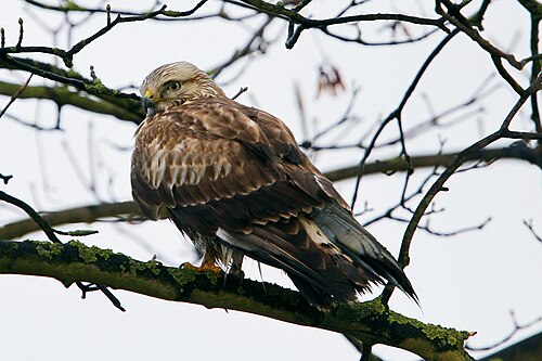 Raufußbussard (Buteo lagopus)