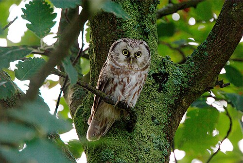 Raufußkauz (Aegolius funereus)