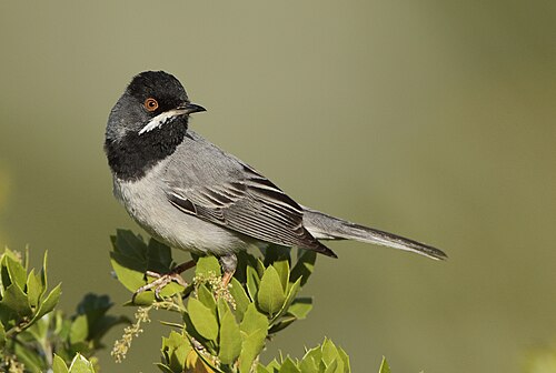 Maskengrasmücke (Curruca ruppeli)