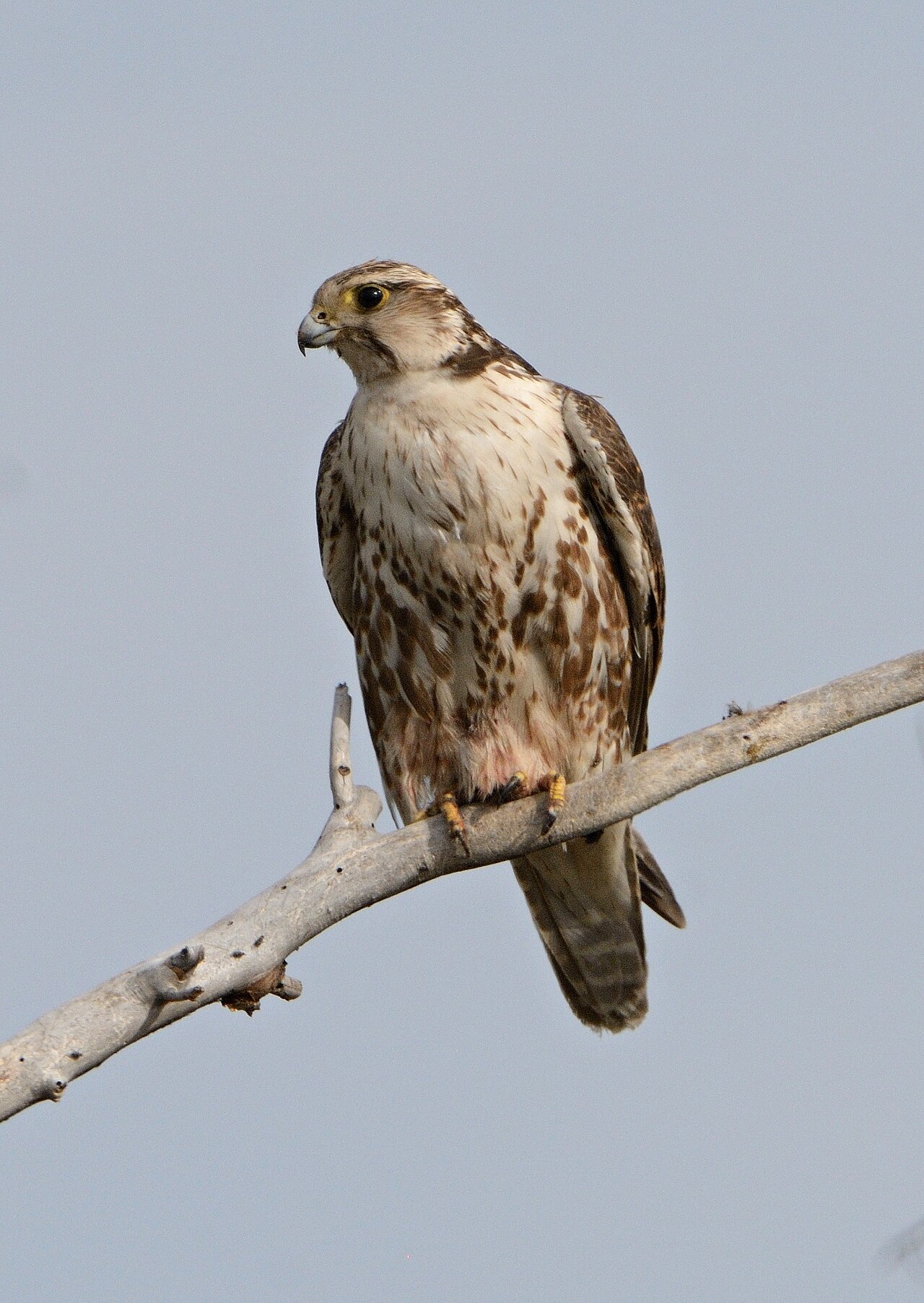 Sakervalk (Falco cherrug)