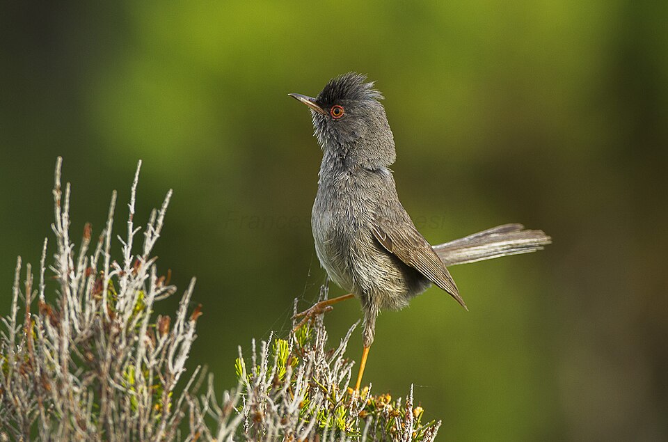 Sardijnse grasmus (Curruca sarda)
