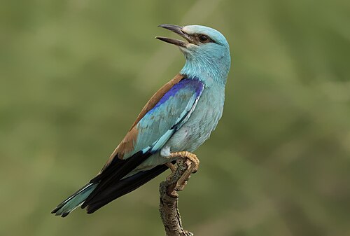 Blauracke (Coracias garrulus)