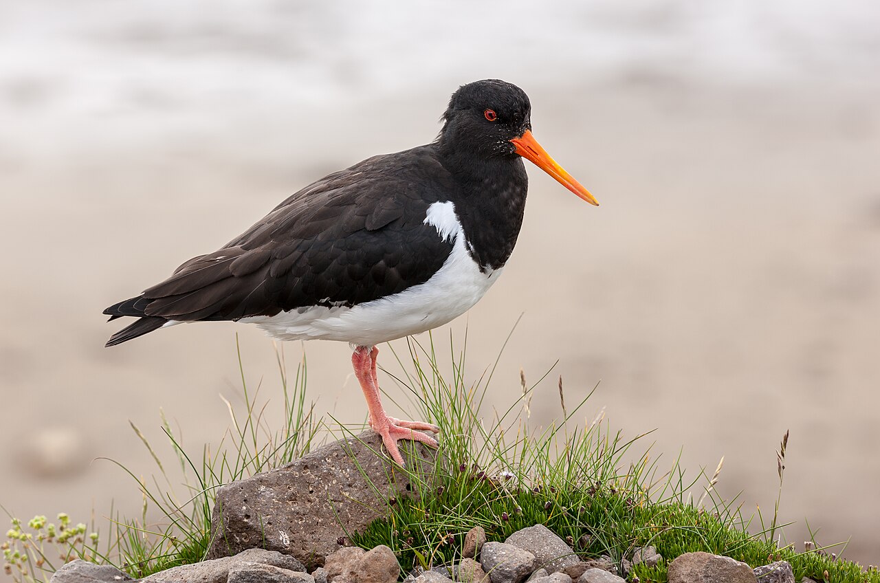 Scholekster (Haematopus ostralegus)