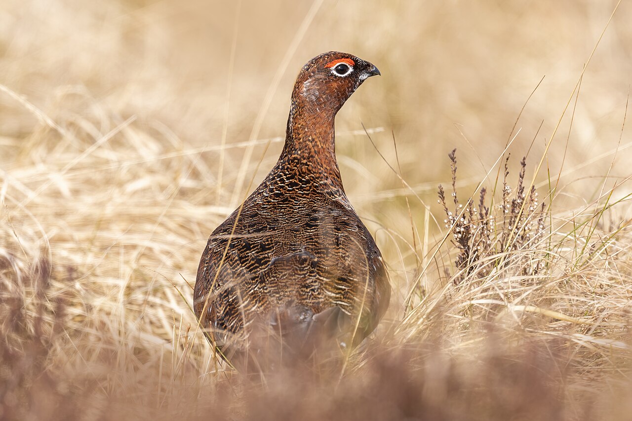 Schots sneeuwhoen (Lagopus scotica)