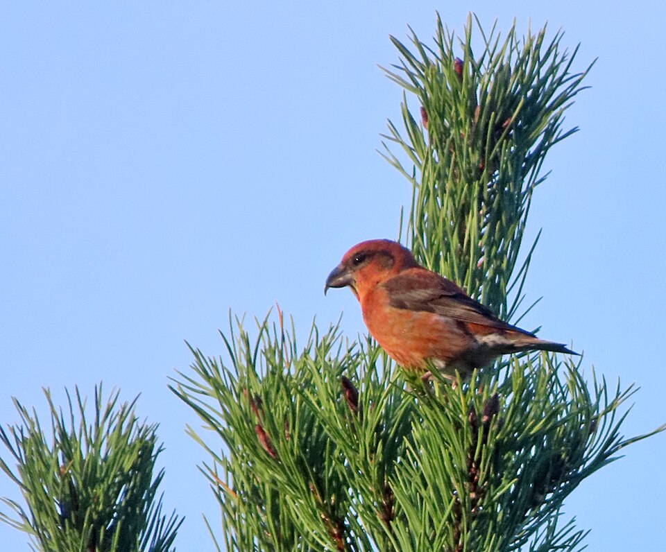 Schotse kruisbek (Loxia scotica)