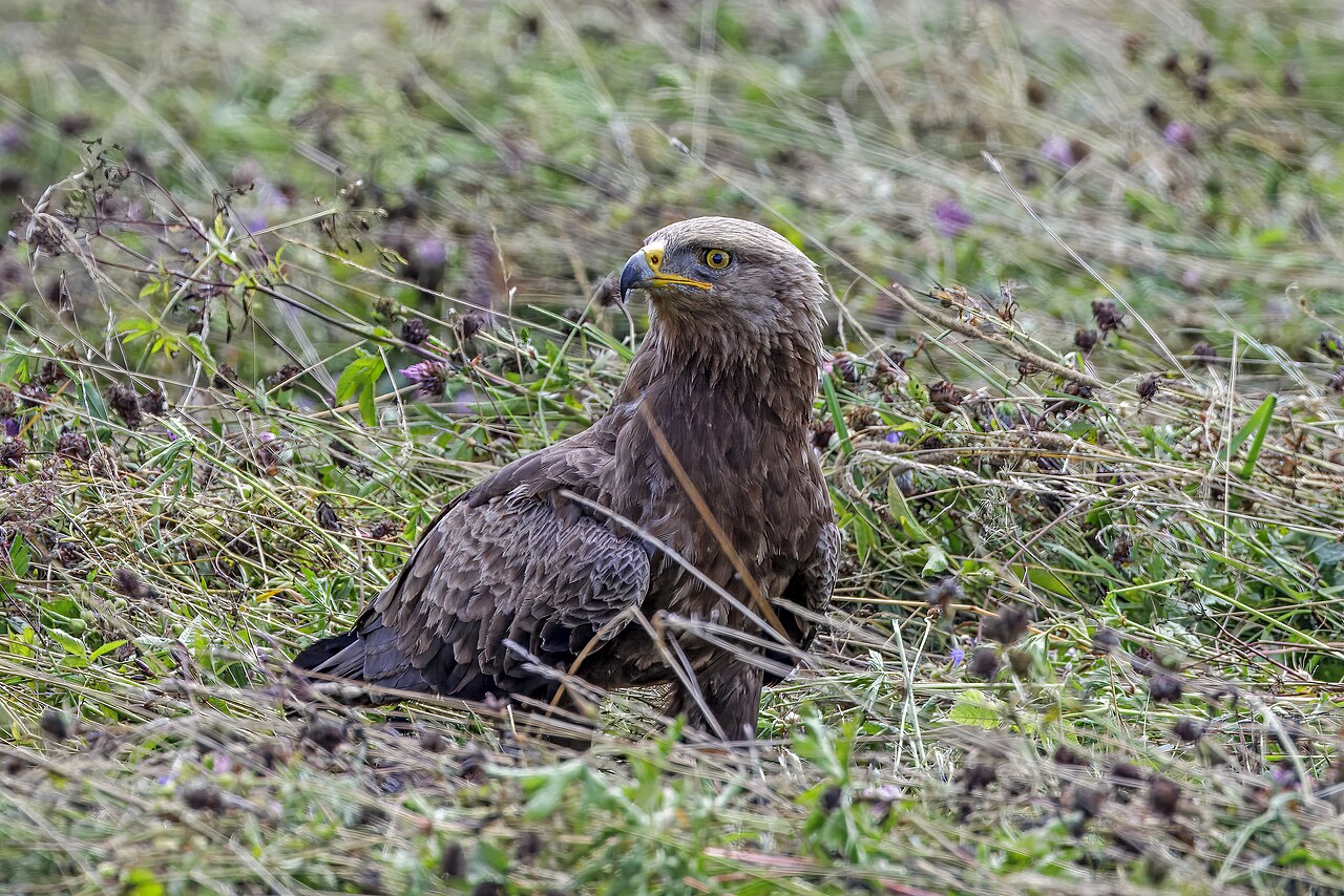Schreeuwarend (Clanga pomarina)