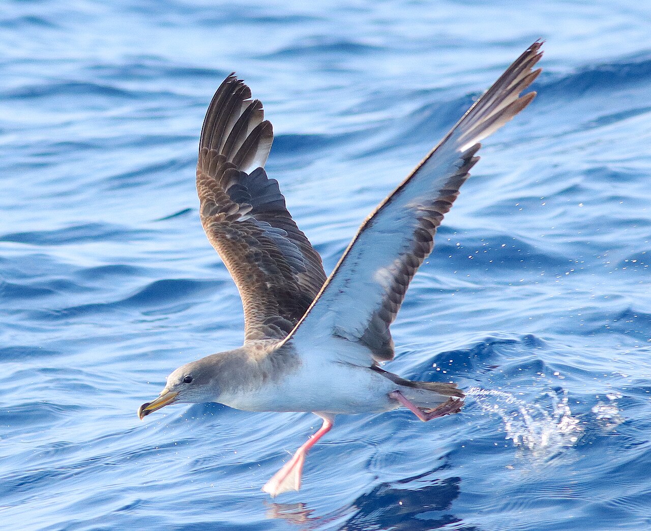 Scopoli's pijlstormvogel (Calonectris diomedea)