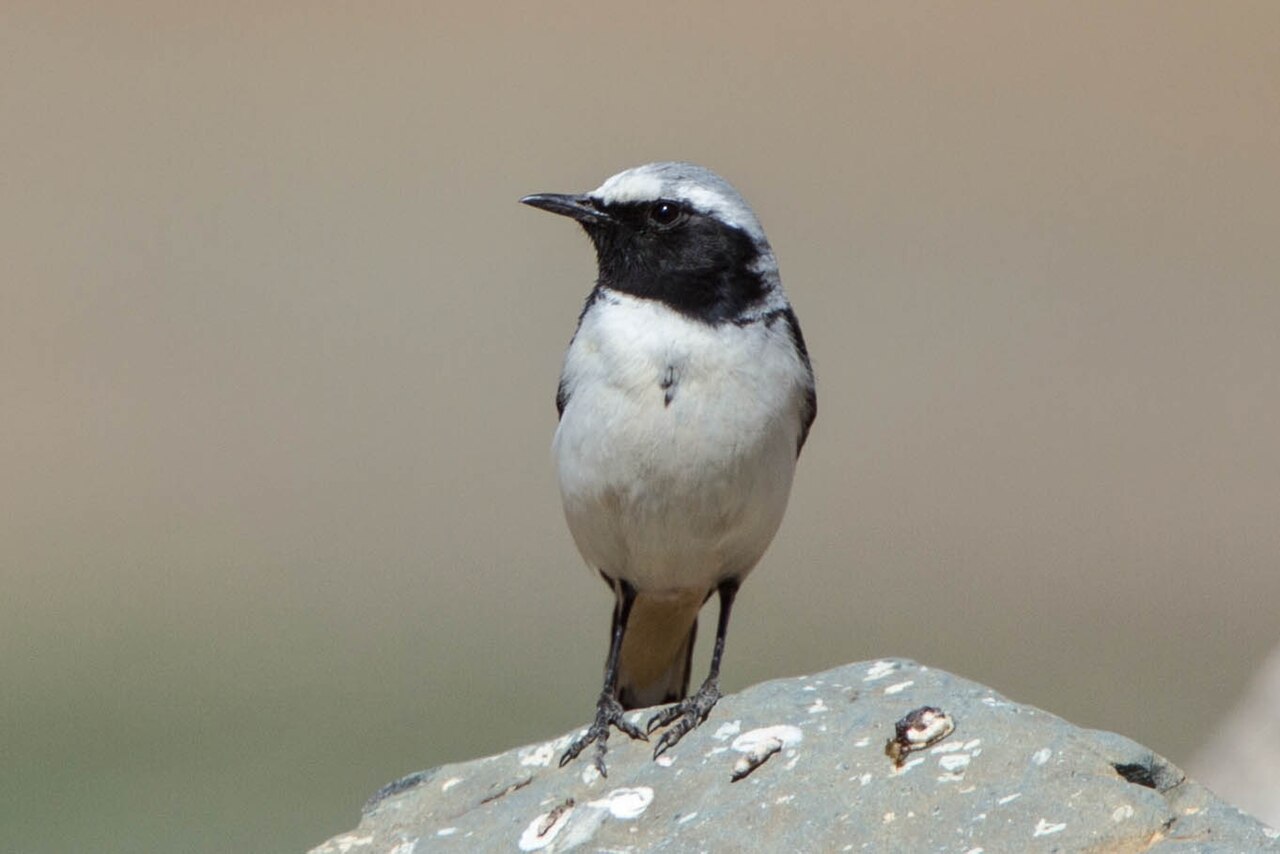 Seebohms tapuit (Oenanthe seebohmi)