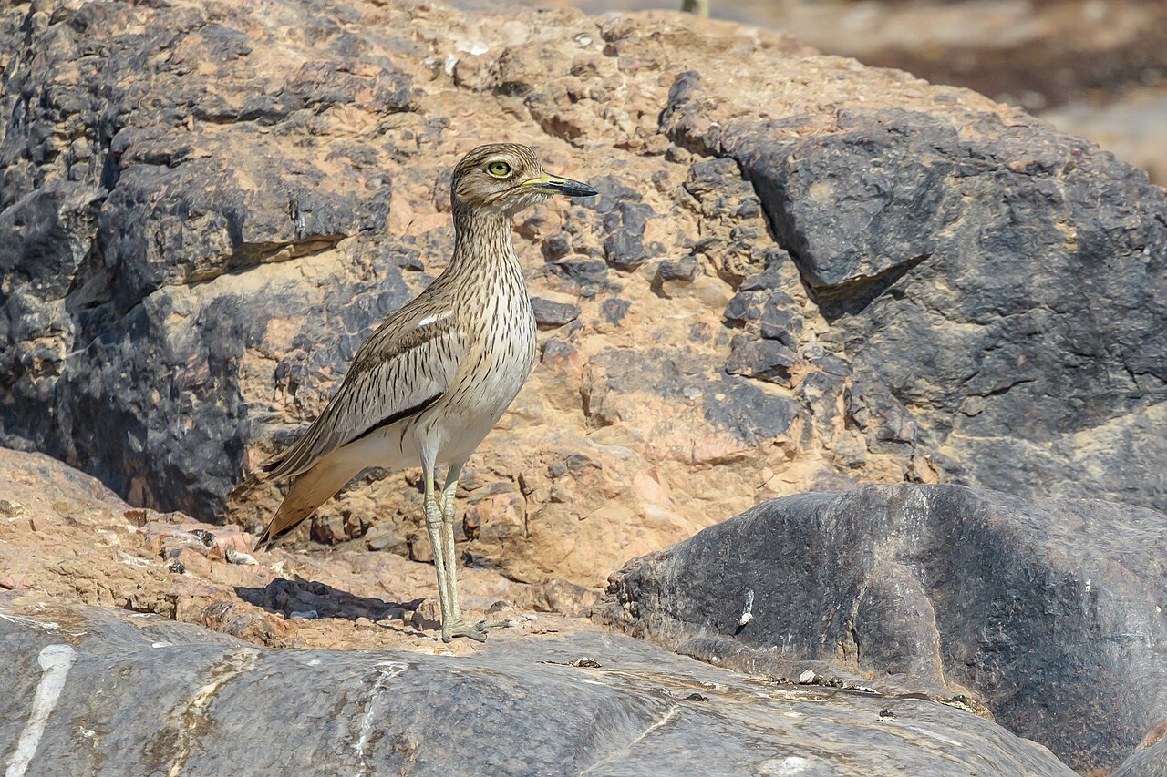 Senegalese griel (Burhinus senegalensis)