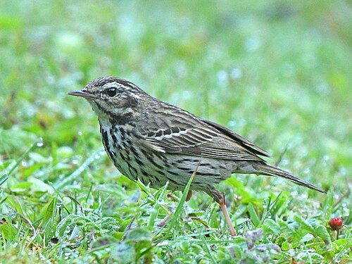 Waldpieper (Anthus hodgsoni)