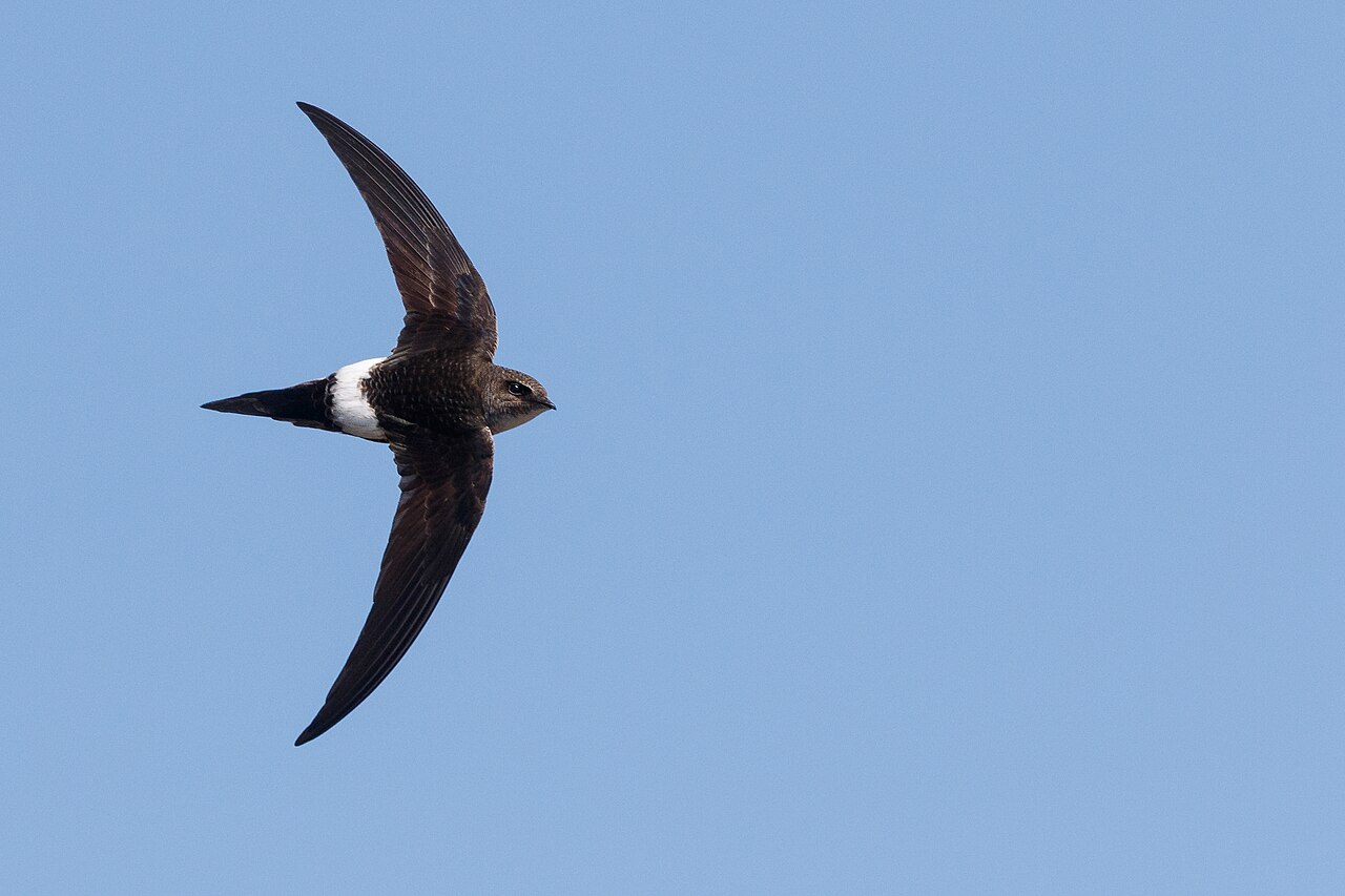Siberische gierzwaluw (Apus pacificus)