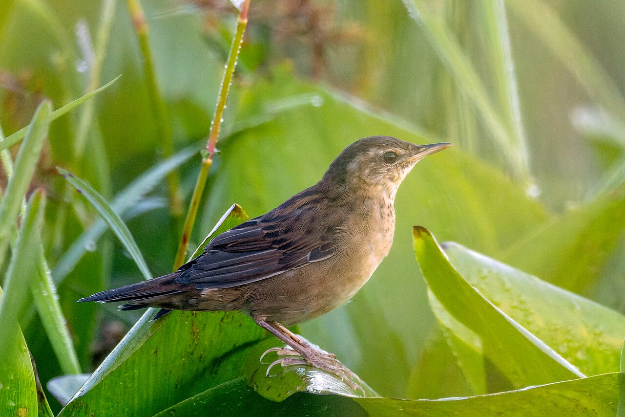 Siberische sprinkhaanzanger (Helopsaltes certhiola)