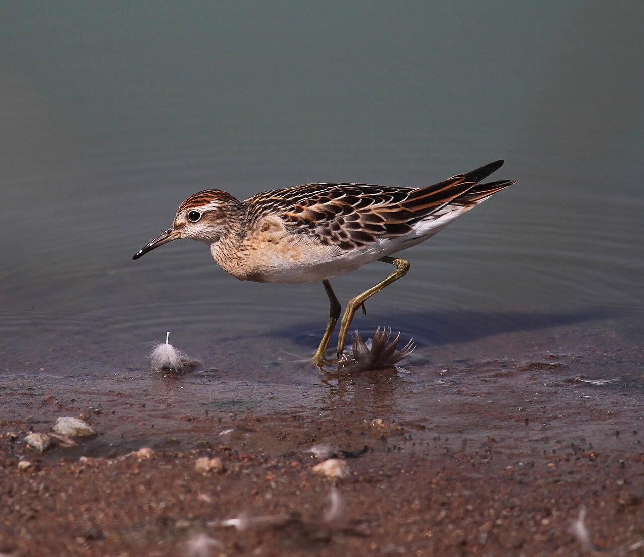 Siberische strandloper (Calidris acuminata)