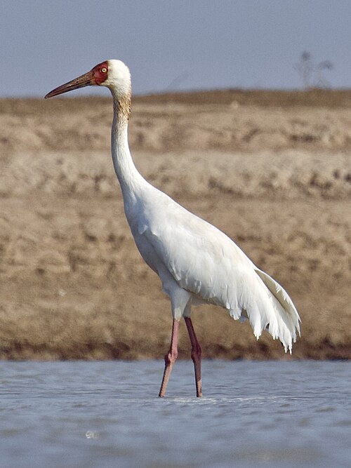 Nonnenkranich (Leucogeranus leucogeranus)
