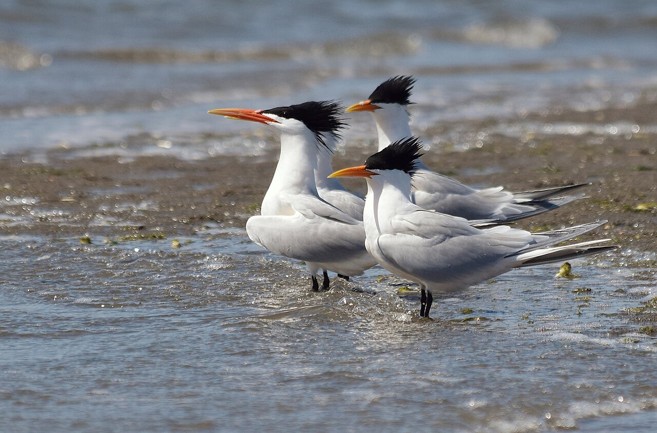 Sierlijke stern (Thalasseus elegans)