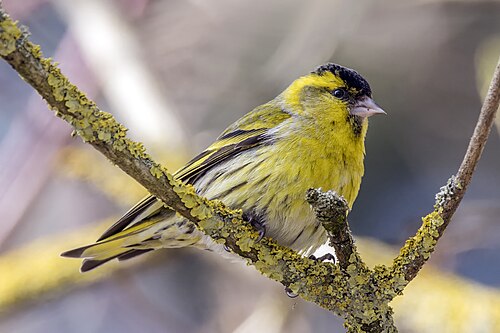 Erlenzeisig (Spinus spinus)
