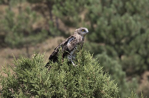 Schlangenadler (Circaetus gallicus)