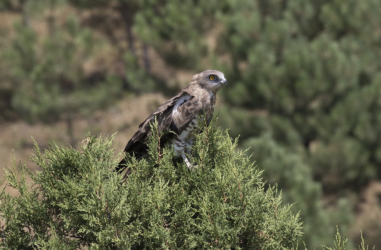 Slangenarend (Circaetus gallicus)