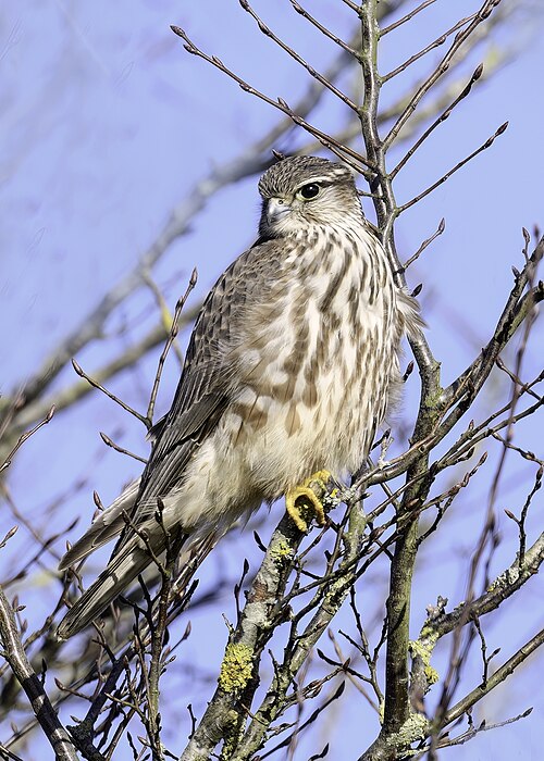 Merlin (Falco columbarius)