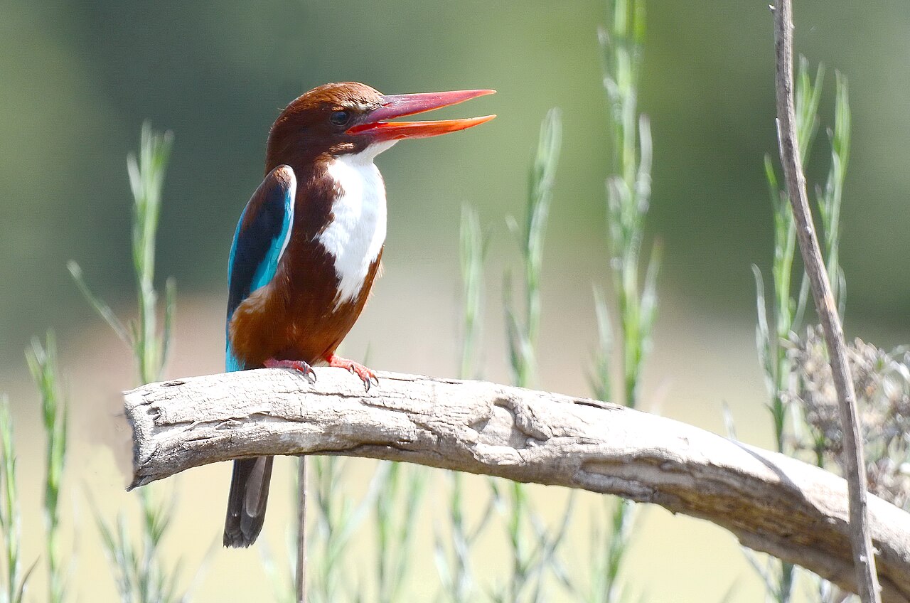 Smyrna-ijsvogel (Halcyon smyrnensis)