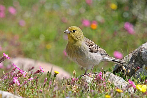 Türkenammer (Emberiza cineracea)