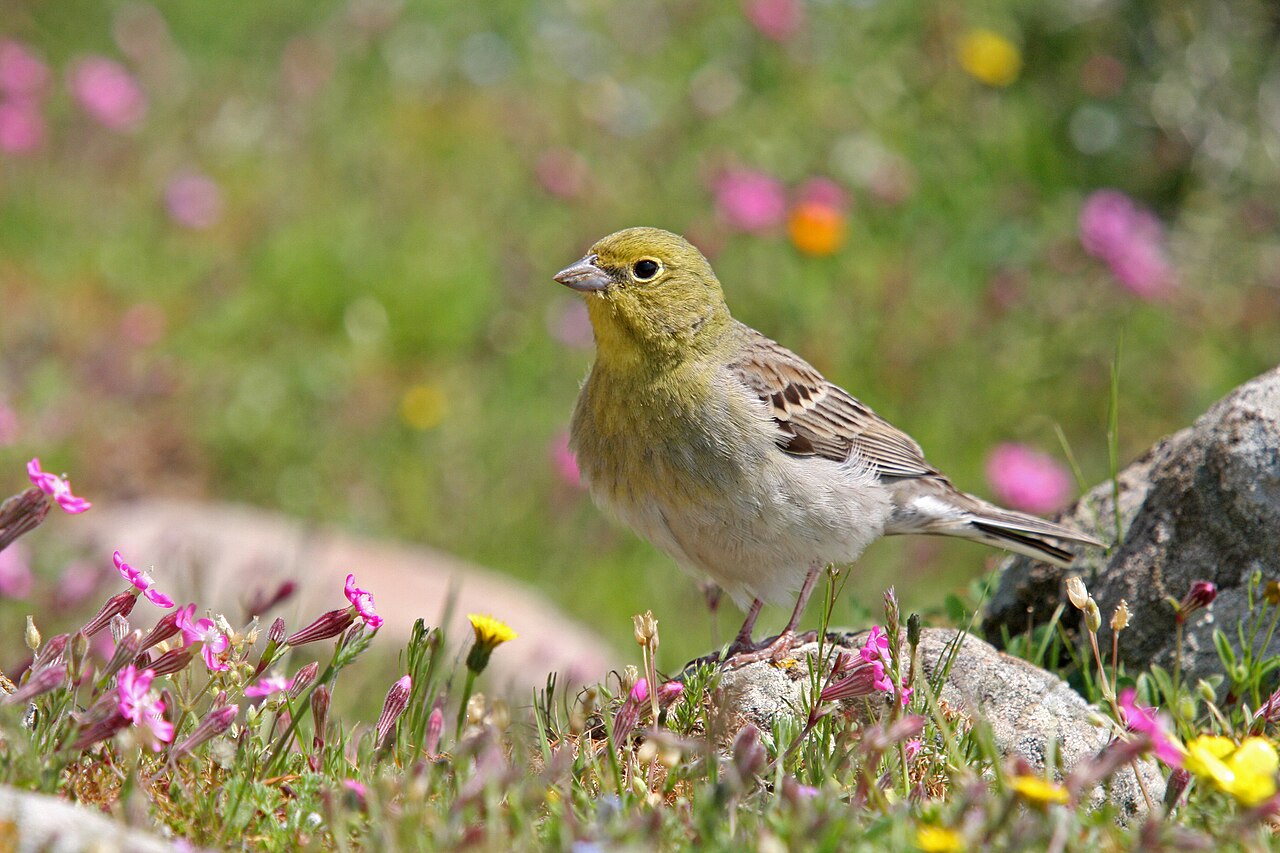 Smyrnagors (Emberiza cineracea)