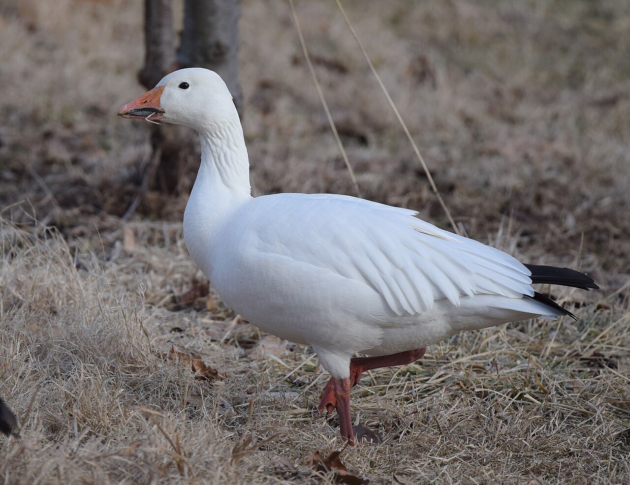 Sneeuwgans (Anser caerulescens)