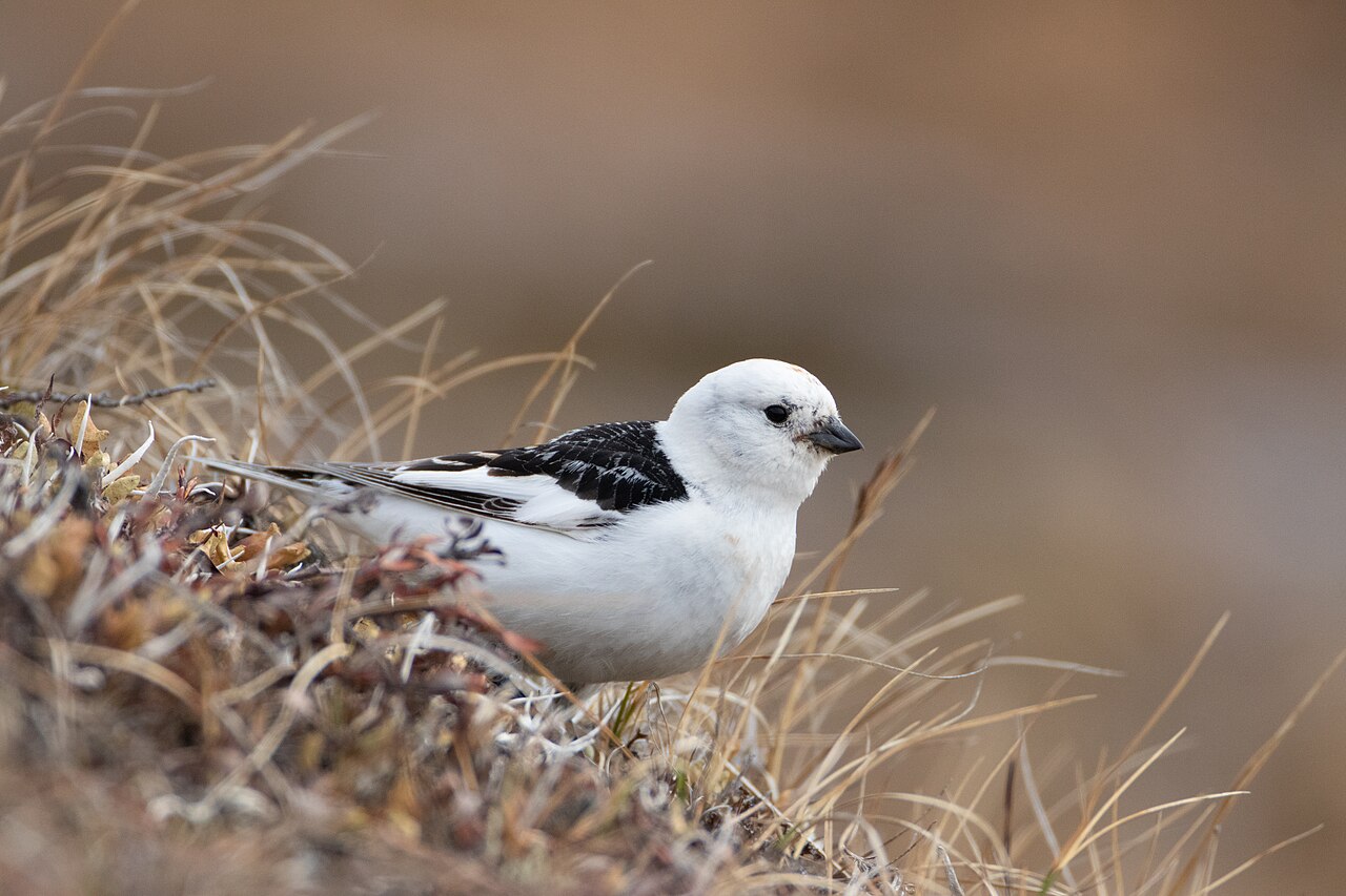 Sneeuwgors (Plectrophenax nivalis)
