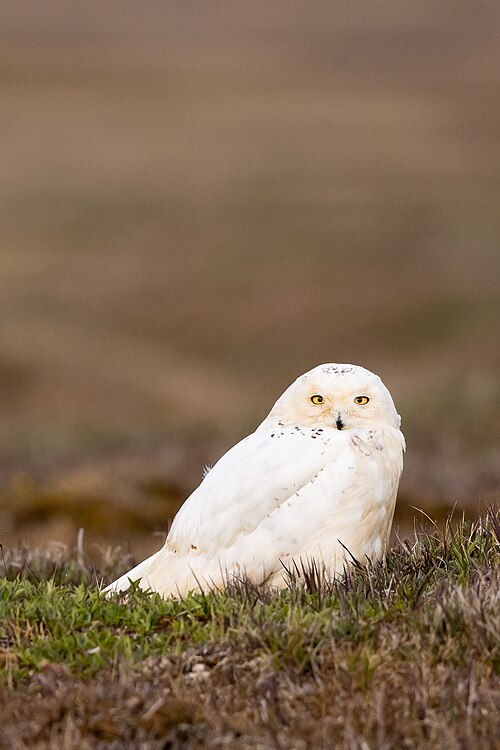 Schnee-Eule (Bubo scandiacus)