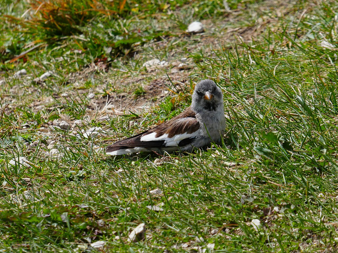 Sneeuwvink (Montifringilla nivalis)