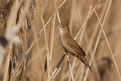 Rohrschwirl (Locustella luscinioides)