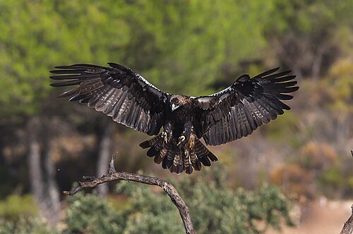 Spanischer Kaiseradler (Aquila adalberti)