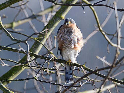 Sperber (Accipiter nisus)