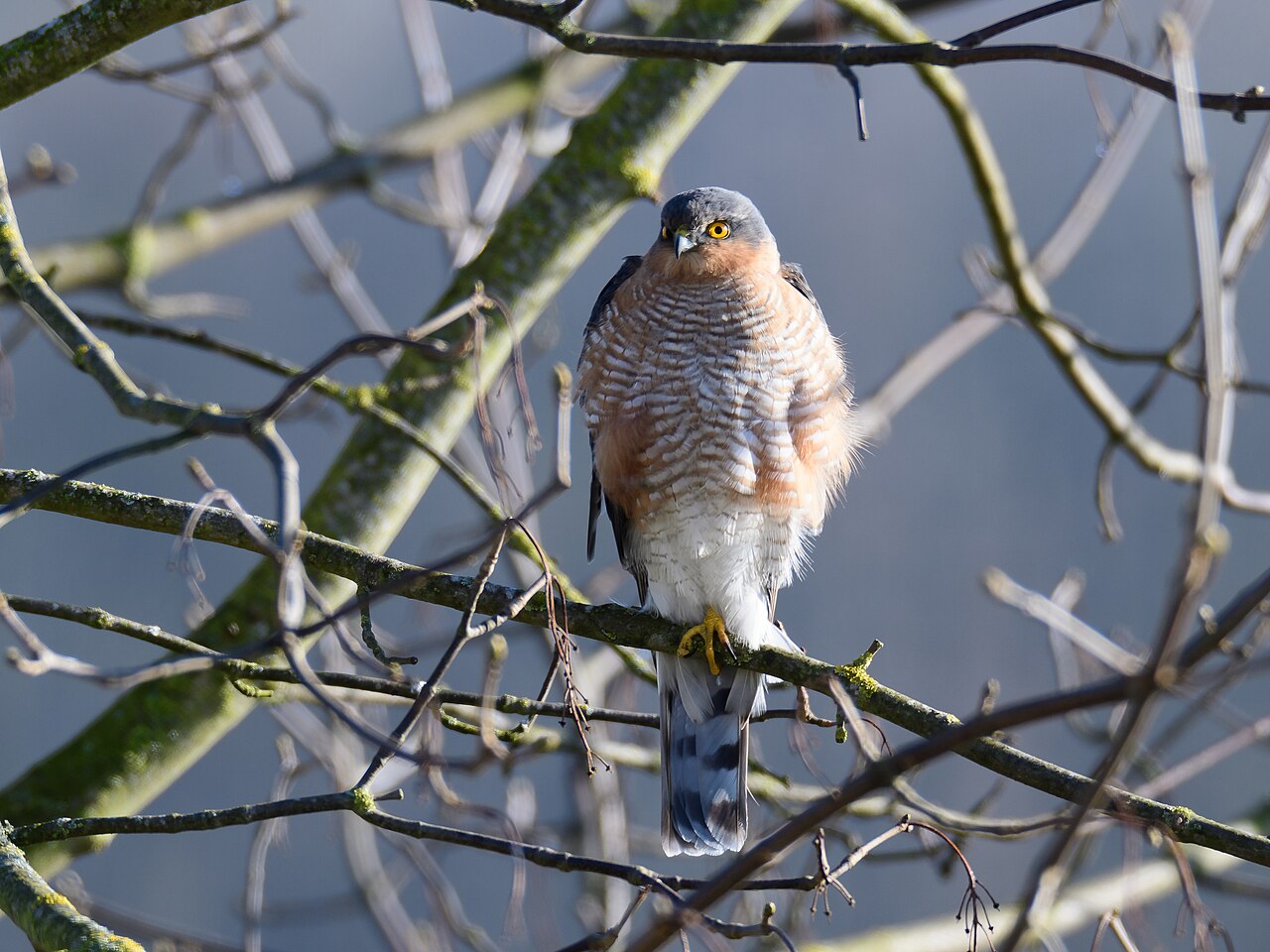 Sperwer (Accipiter nisus)