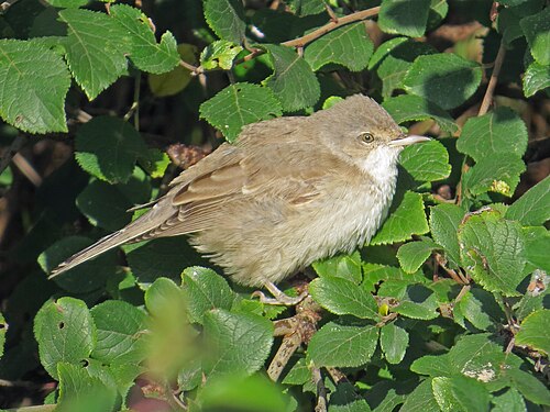 Sperbergrasmücke (Curruca nisoria)