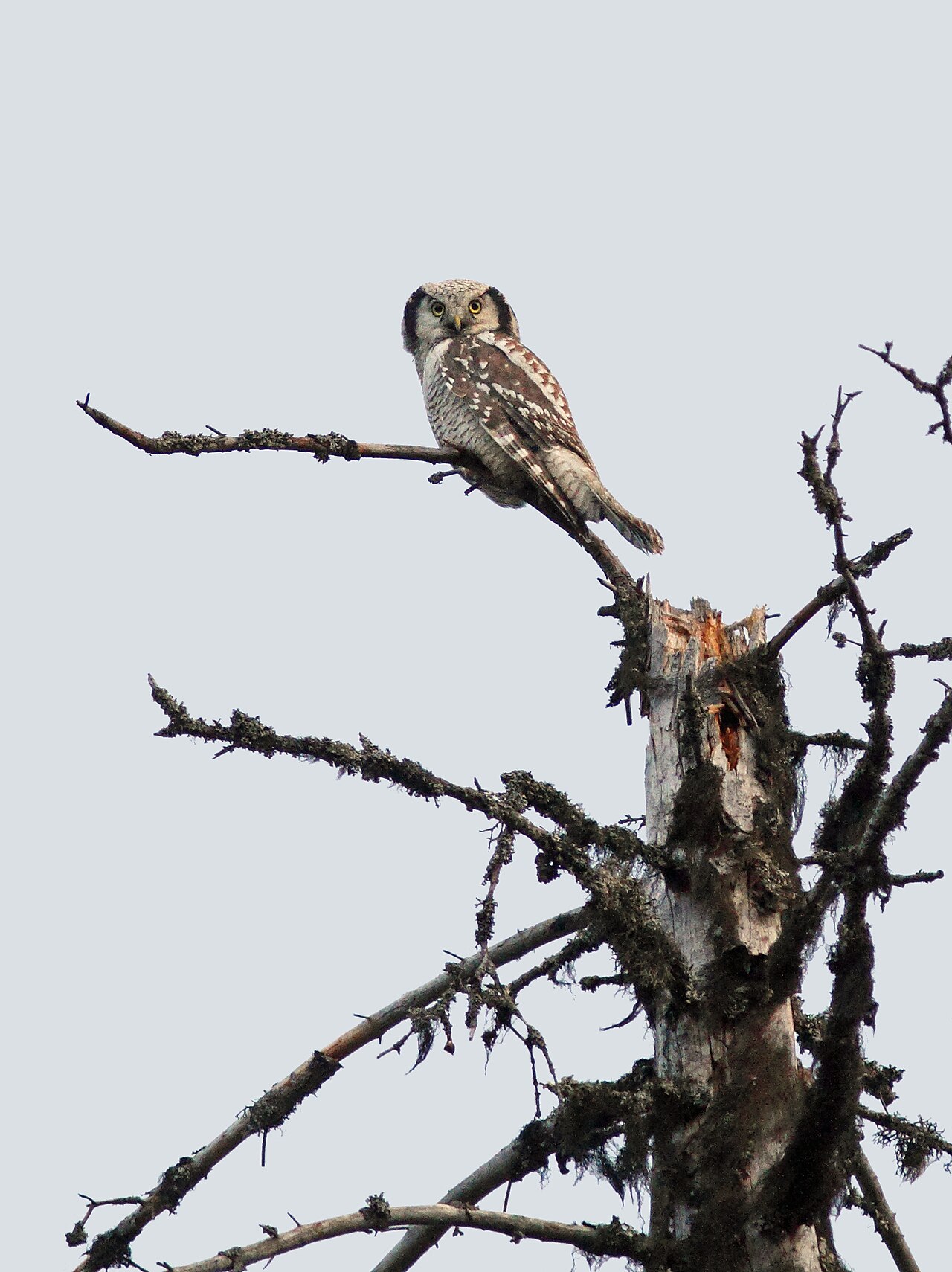 Sperweruil (Surnia ulula)