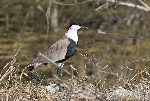 Spornkiebitz (Vanellus spinosus)