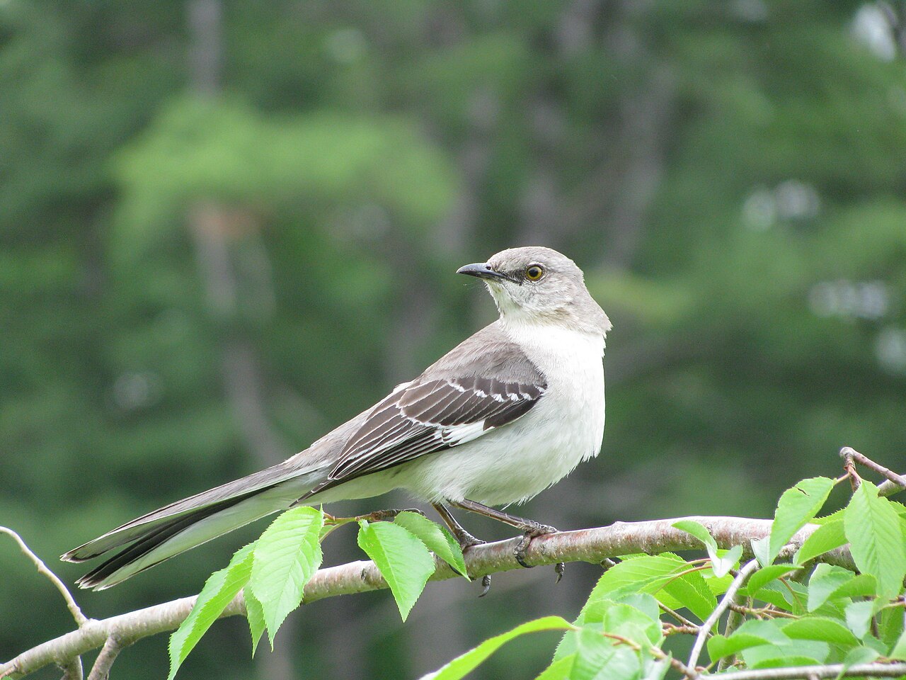 Spotlijster (Mimus polyglottos)