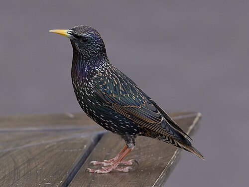Star (Sturnus vulgaris)