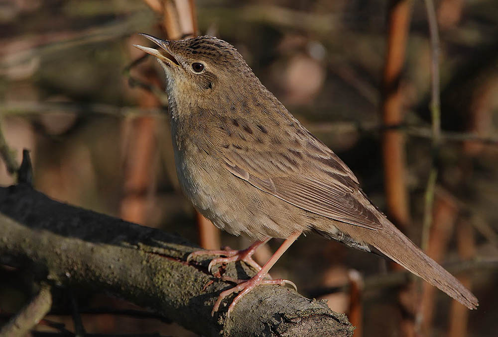 Sprinkhaanzanger (Locustella naevia)