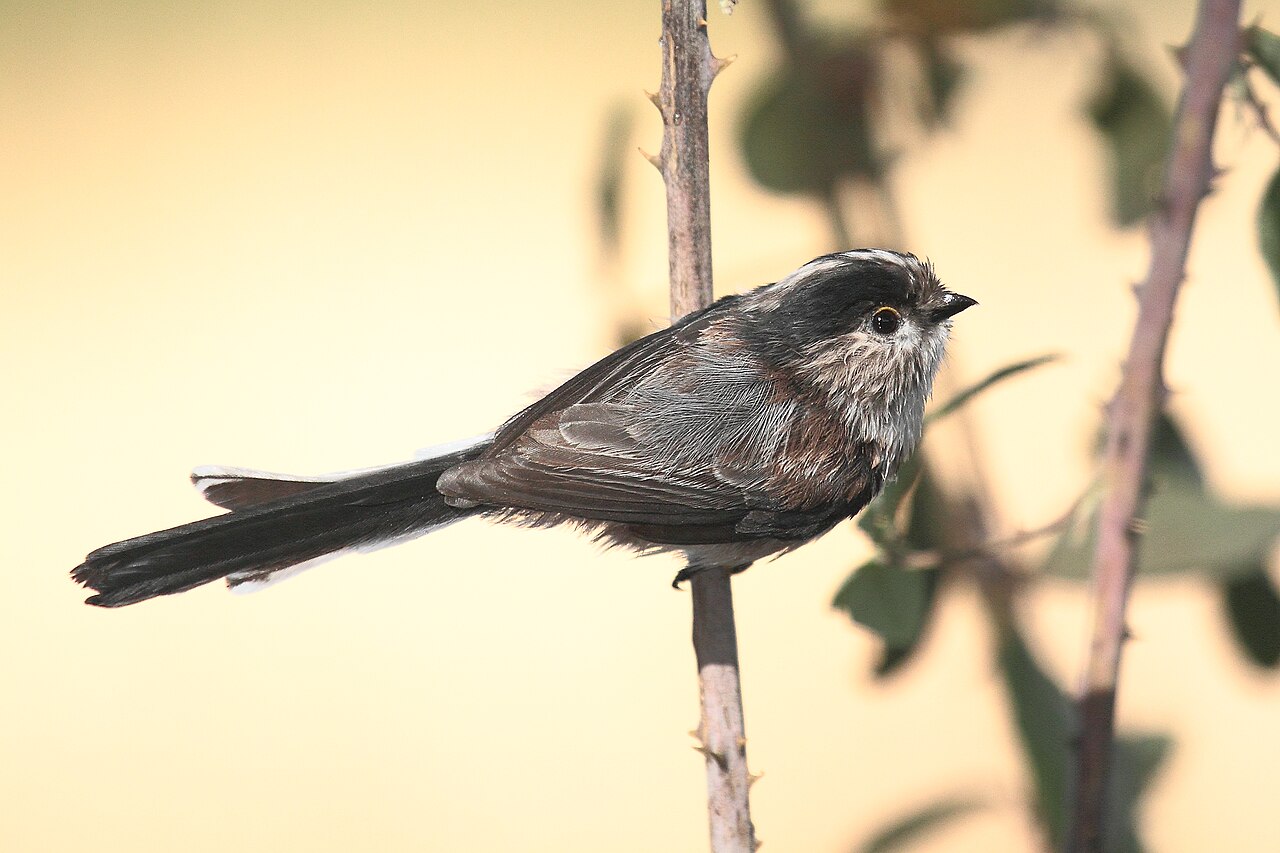 Mito común, subespecie irbii, mito ibérico