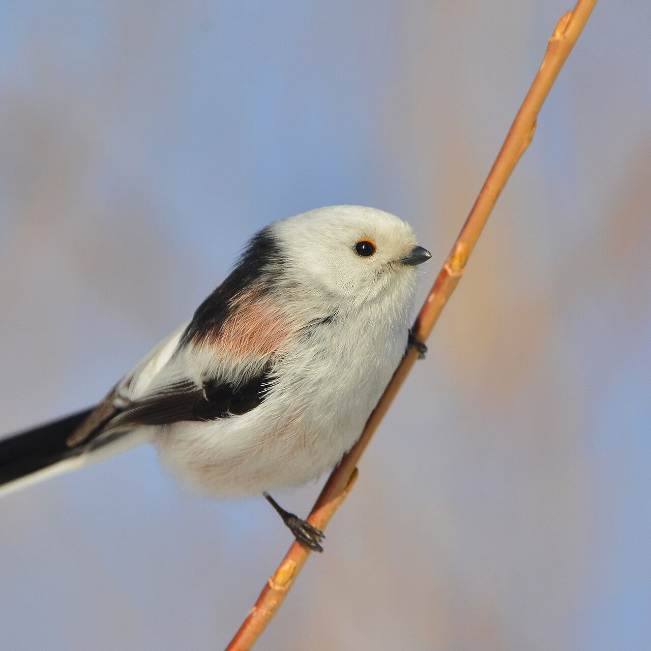 Mito común, subespecie caudatus, mito de cabeza blanca